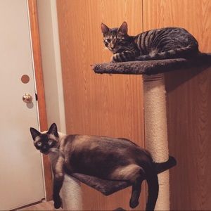 Meet your Posher, Tara